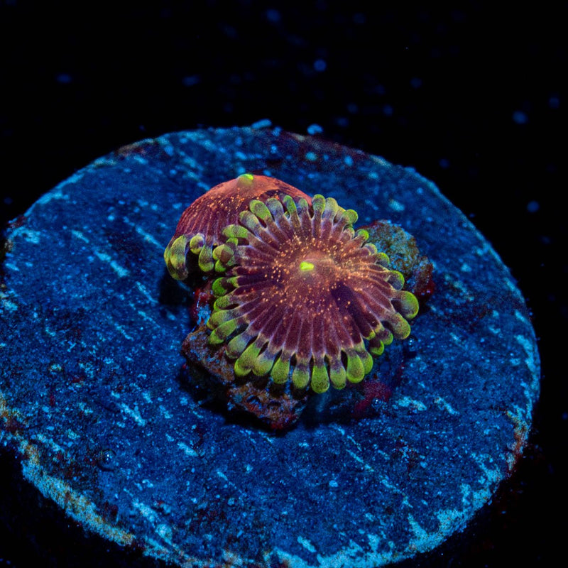 Vivid Lunars Zoanthid