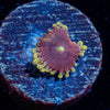 Vivid Lunars Zoanthid - riptide aquaculture llc