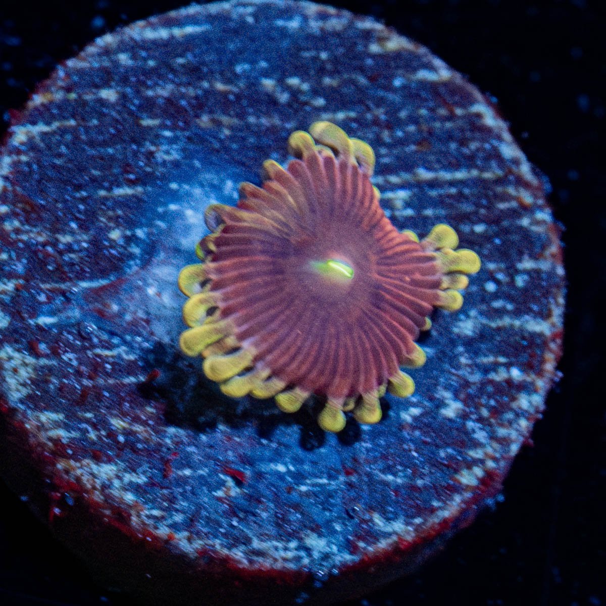 Vivid Lunars Zoanthid - riptide aquaculture llc