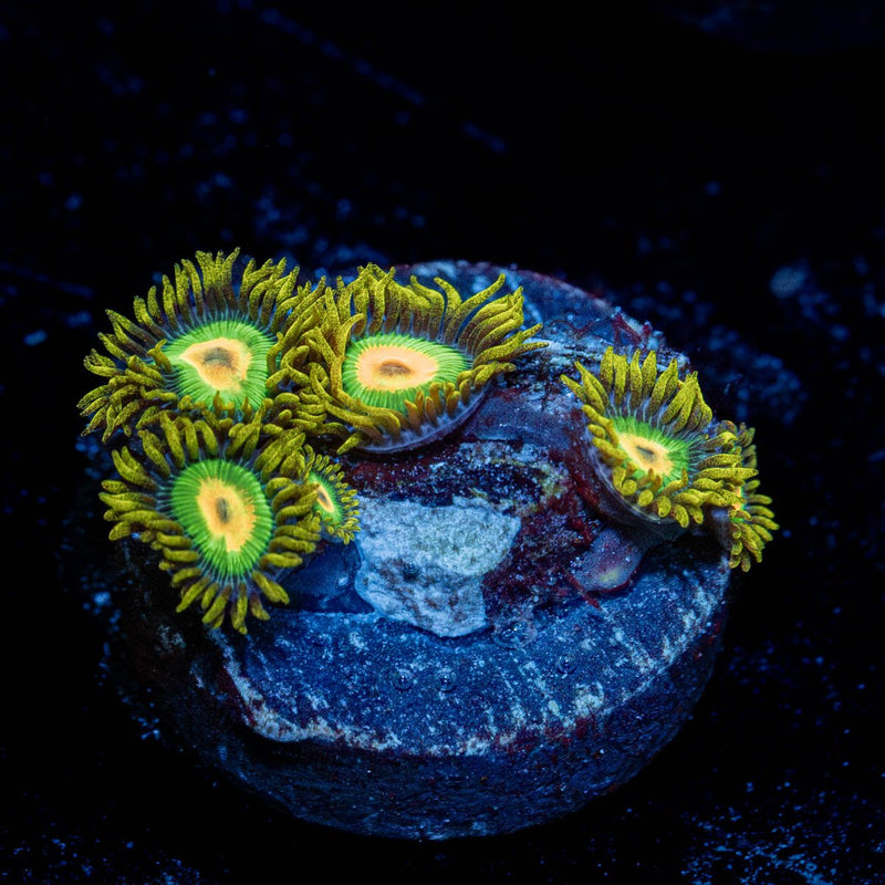 Rasta Zoanthid