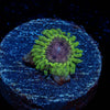 Enchanto Zoanthid - riptide aquaculture llc