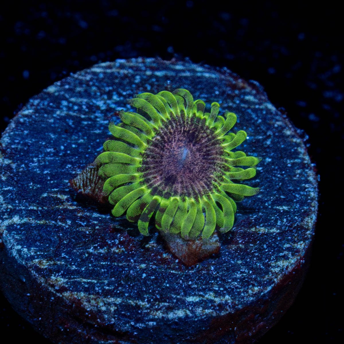 Enchanto Zoanthid - riptide aquaculture llc