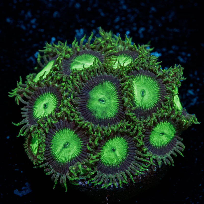 Emerald City Zoanthid