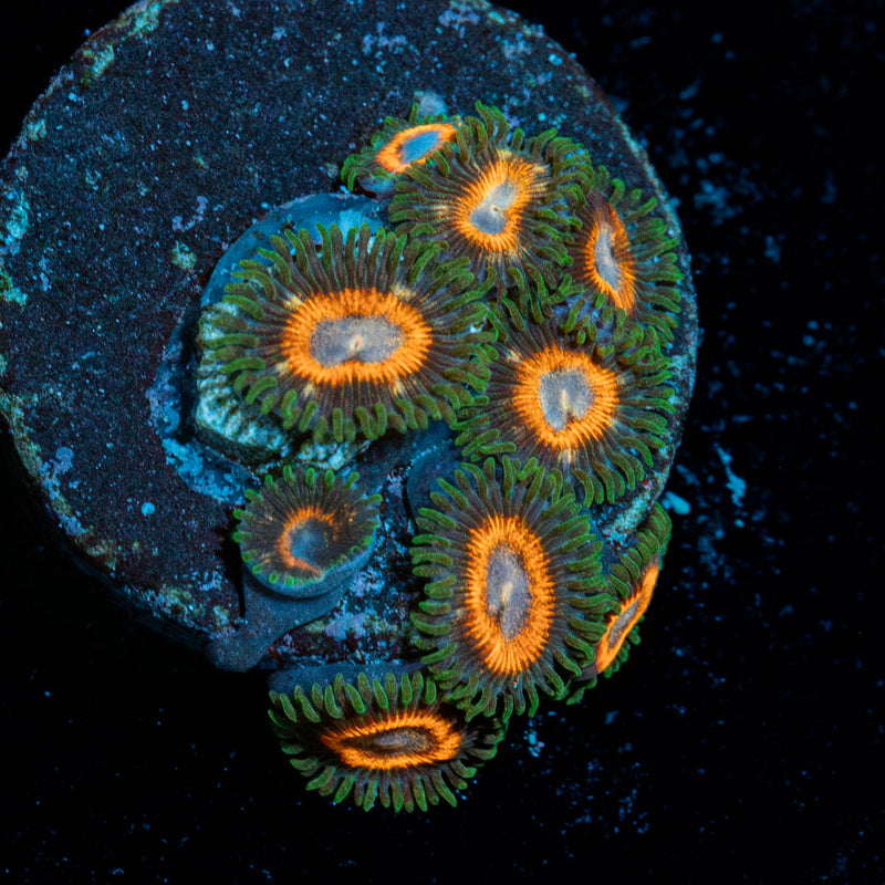 Fairy Tales Zoanthid