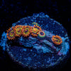 Fruit Loops Zoanthid - riptide aquaculture llc