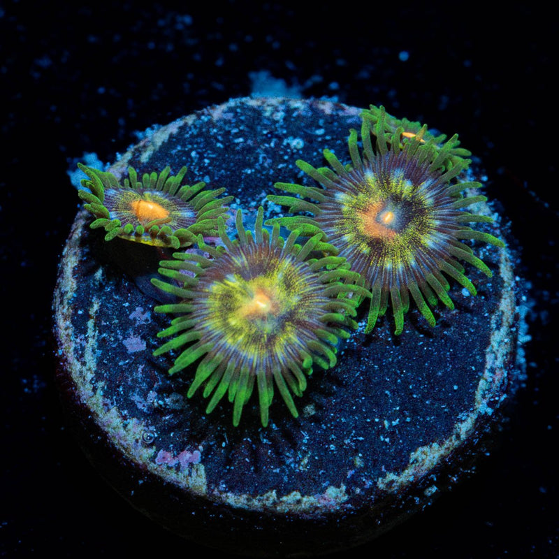 Daisy Cutters Zoanthid