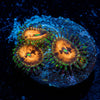 Piranha Plant Zoanthid - riptide aquaculture llc