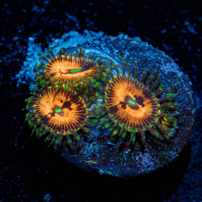 Piranha Plant Zoanthid