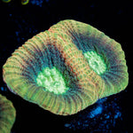 Dragon Slayer Favia - riptide aquaculture llc