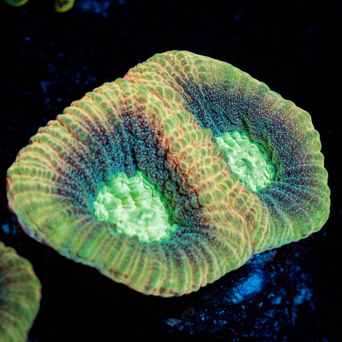 Dragon Slayer Favia - riptide aquaculture llc