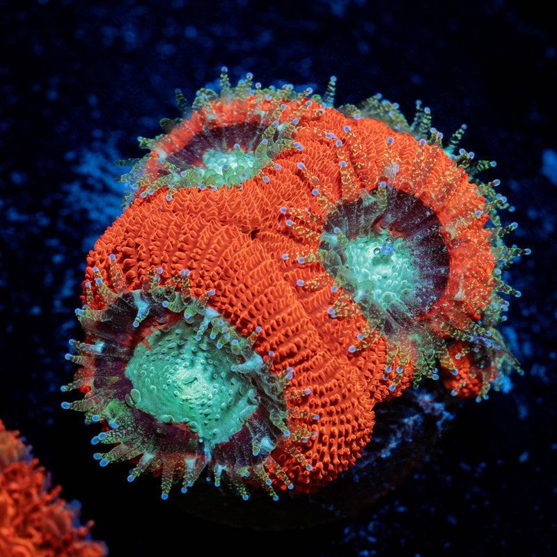 Cherry Bomb Micromussa