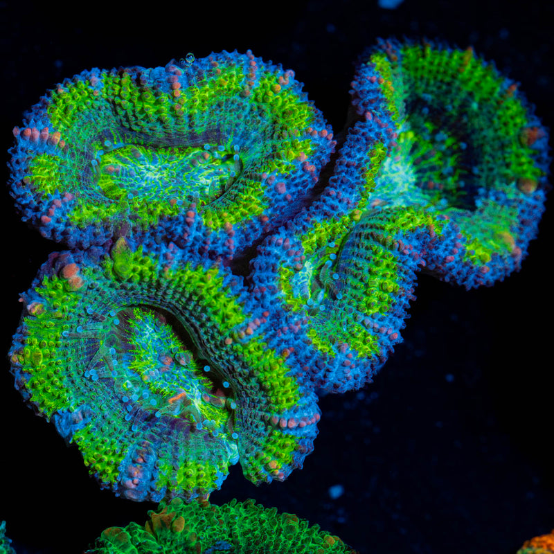 Green Acan / Micromussa