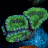 Green Acan / Micromussa - riptide aquaculture llc