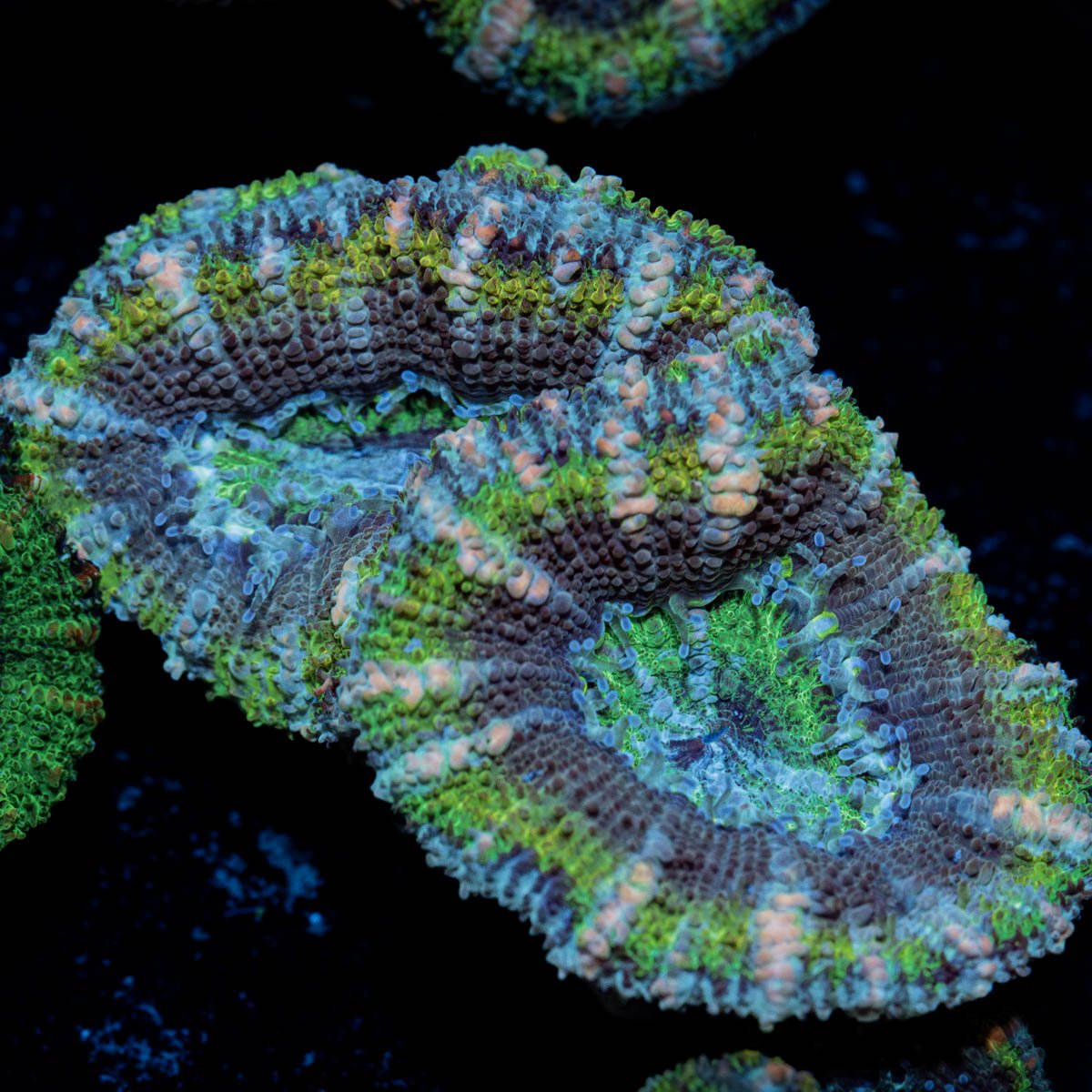 Green Acan / Micromussa