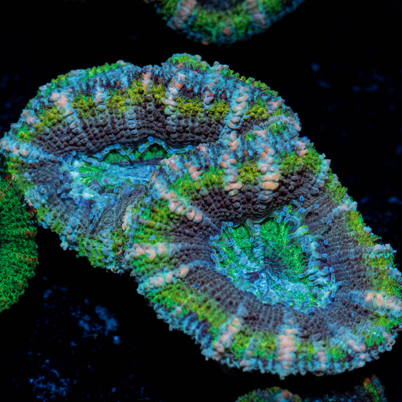 Green Acan / Micromussa