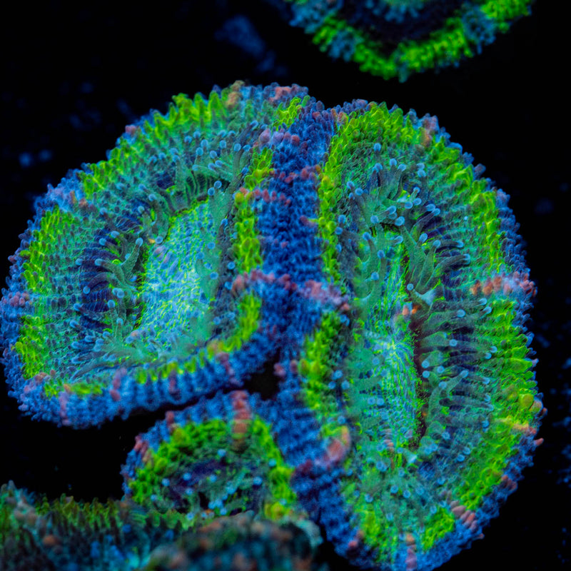Green Acan / Micromussa