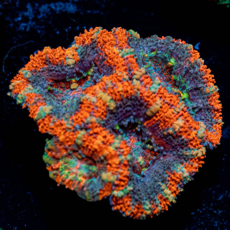 Red Acan / Micromussa