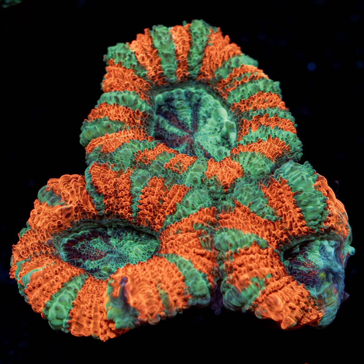 Captain Hook Acan - riptide aquaculture llc