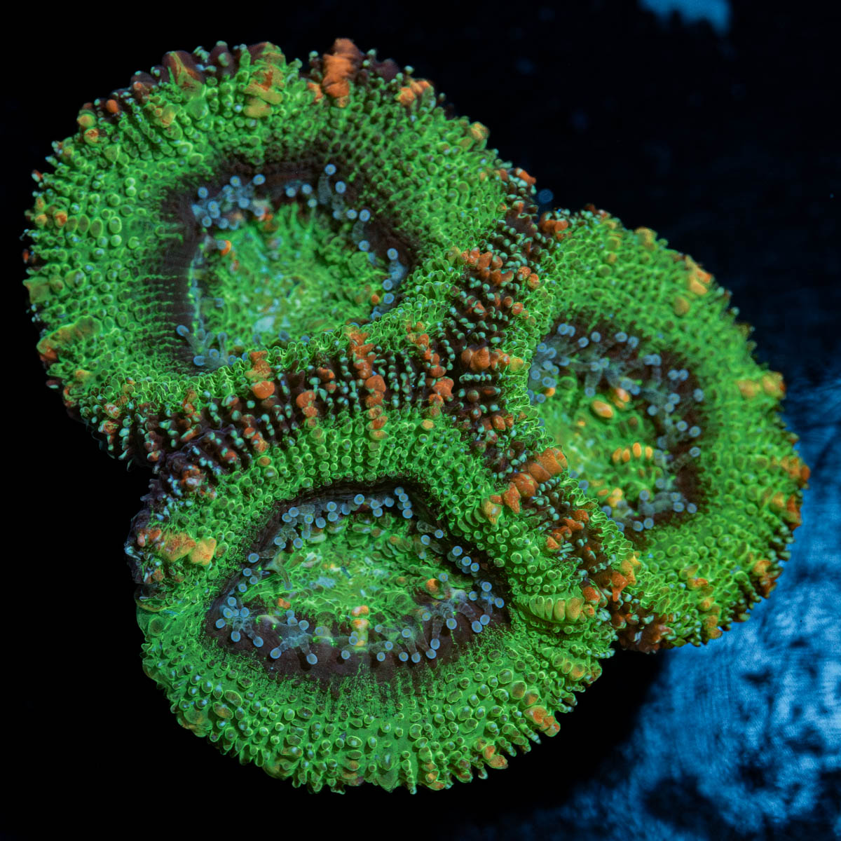 Green Acan / Micromussa