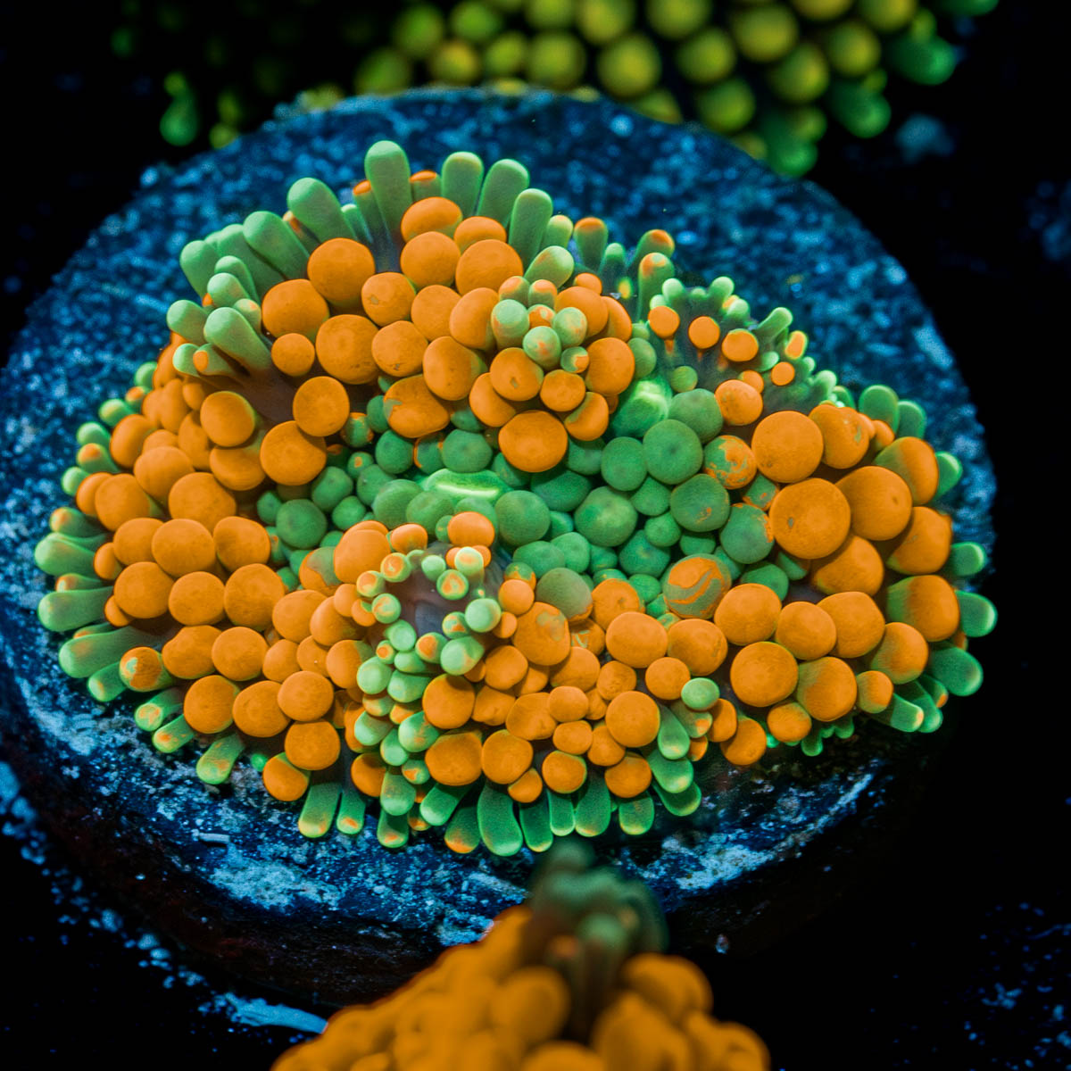 Orange FL Ricordea Mushroom