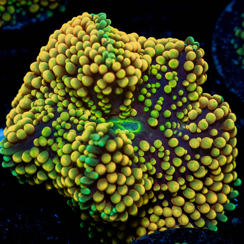 Yellow FL Ricordea Mushroom