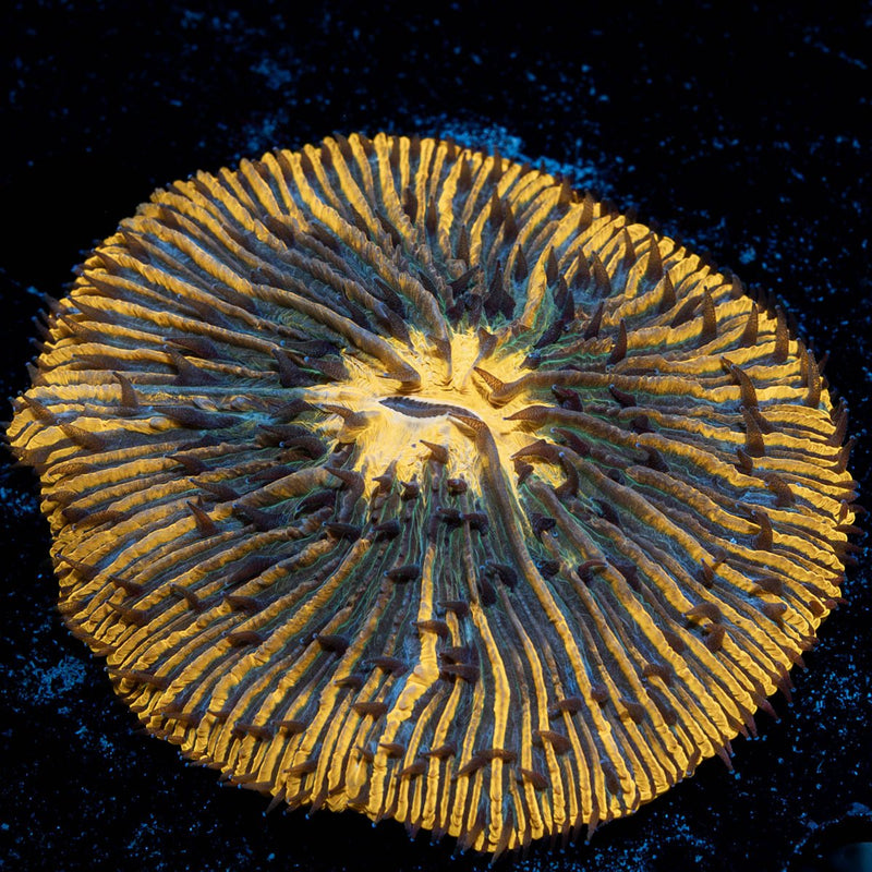 Ultra Orange Plate Coral