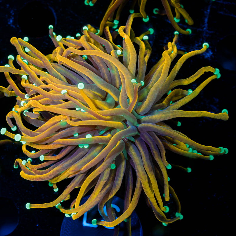 Night vision Torch Euphyllia