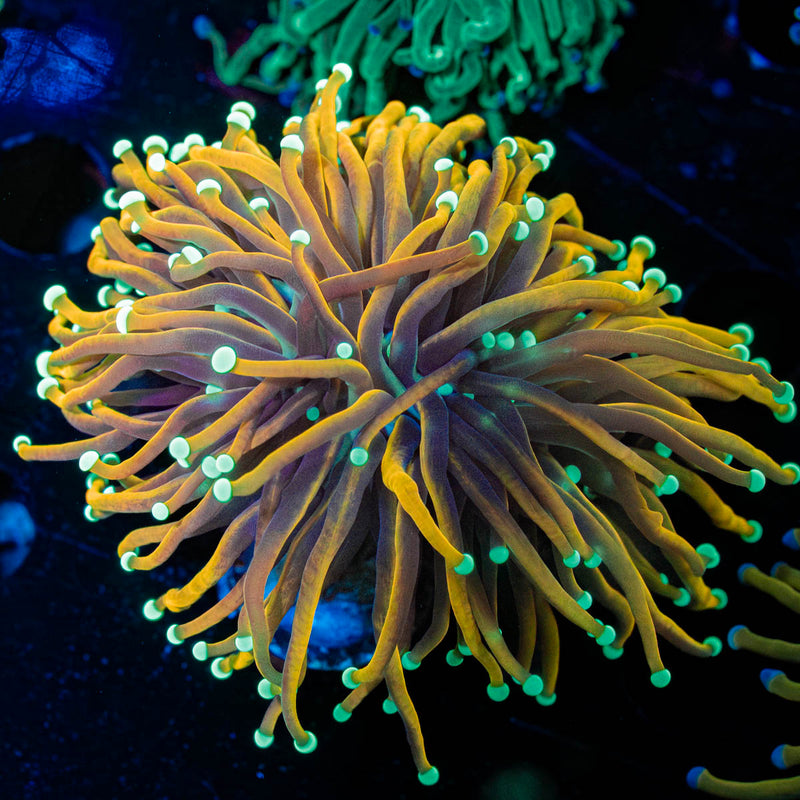 Night vision Torch Euphyllia