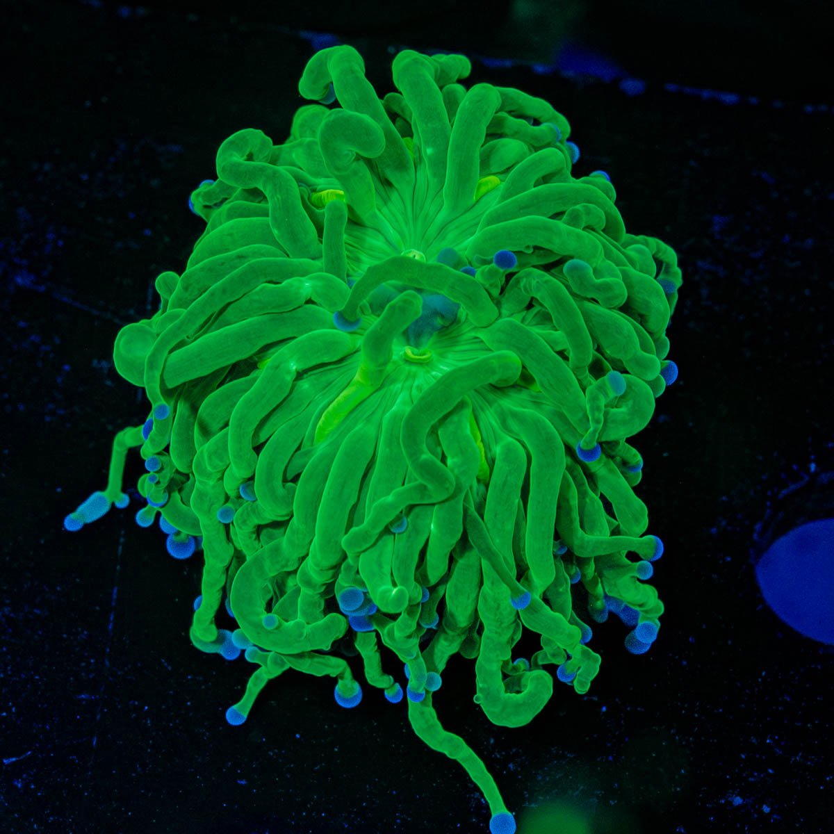 Blue Tipped Torch Euphyllia 