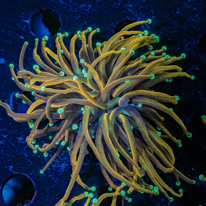 Night vision Torch Euphyllia