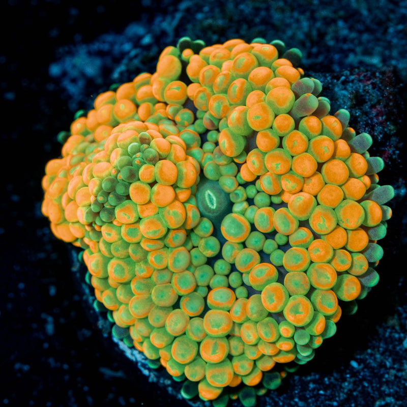 Rainbow FL Ricordea Mushroom