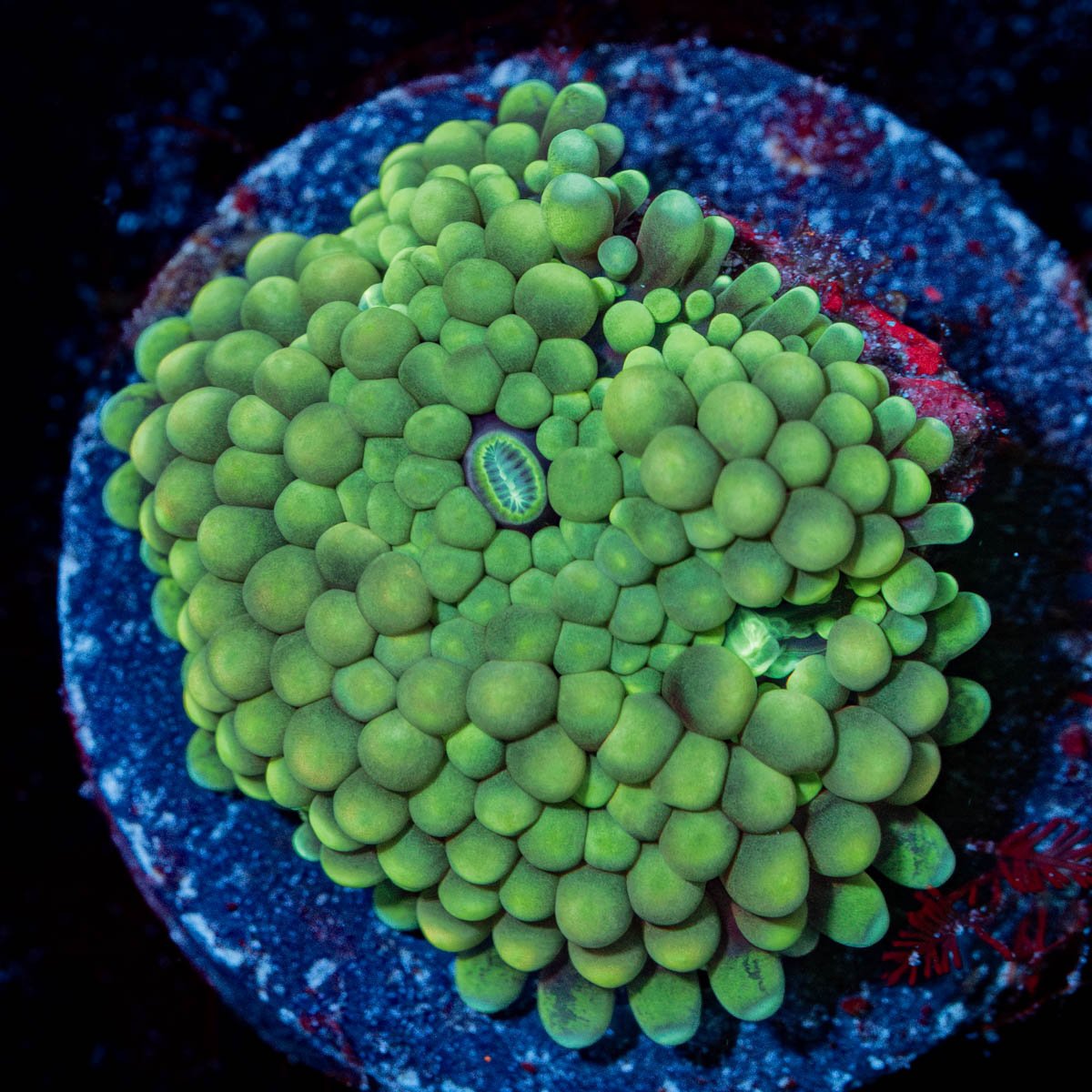 Rainbow FL Ricordea Mushroom - riptide aquaculture llc
