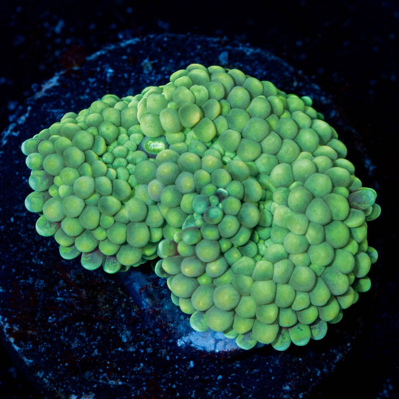 Rainbow FL Ricordea Mushroom