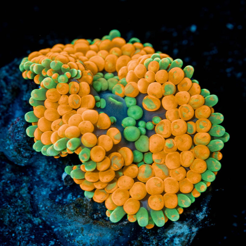 Rainbow FL Ricordea Mushroom