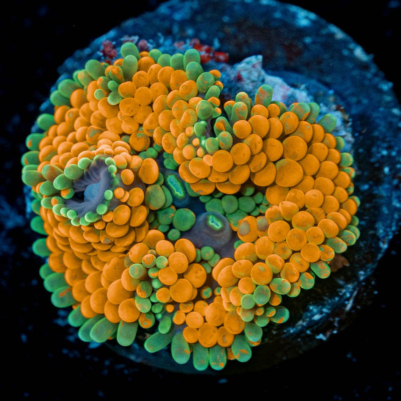 Rainbow FL Ricordea Mushroom