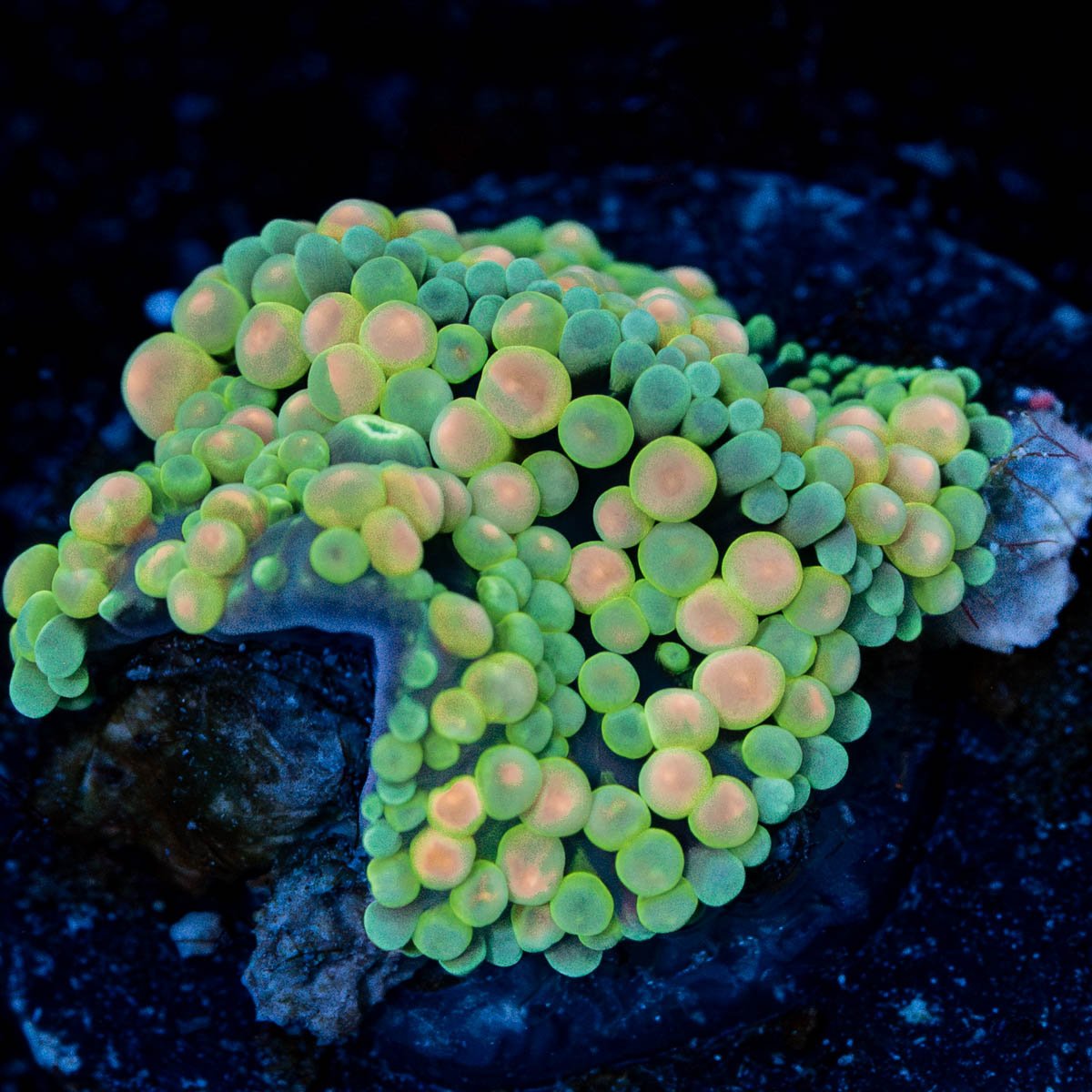 Rainbow FL Ricordea Mushroom - riptide aquaculture llc