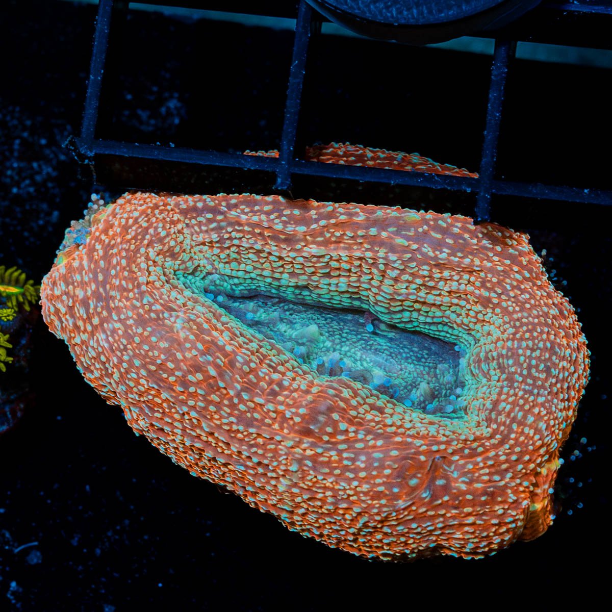 Peppermint Bowerbanki - riptide aquaculture llc