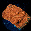 Jolly Rancher Chalice - riptide aquaculture llc