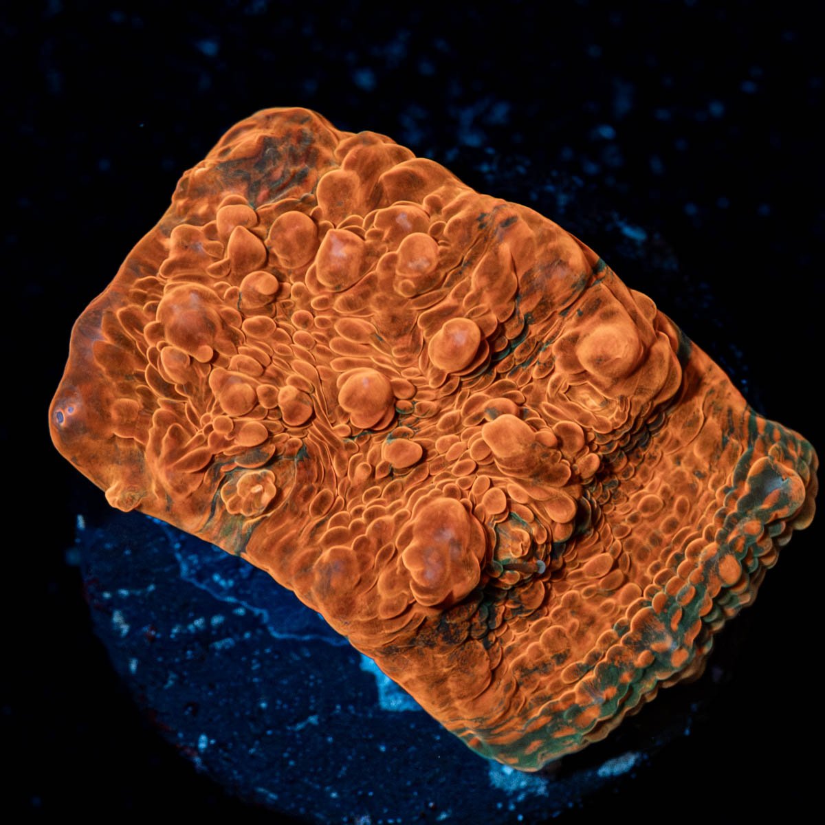 Jolly Rancher Chalice - riptide aquaculture llc