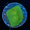 Alien Eye Chalice - riptide aquaculture llc