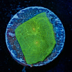Alien Eye Chalice - riptide aquaculture llc