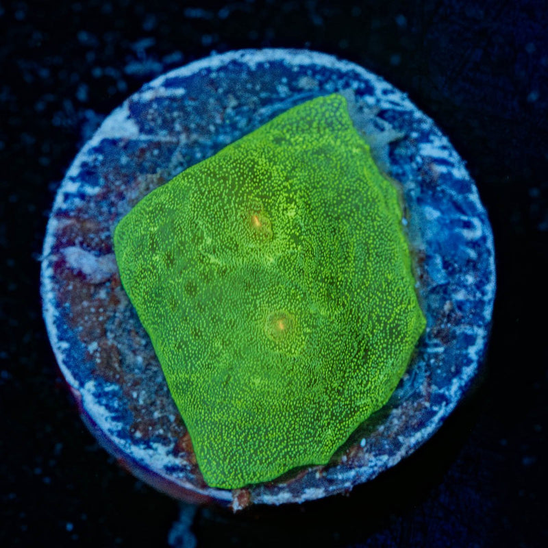 Alien Eye Chalice