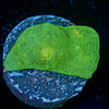 Alien Eye Chalice - riptide aquaculture llc