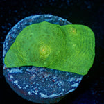 Alien Eye Chalice - riptide aquaculture llc