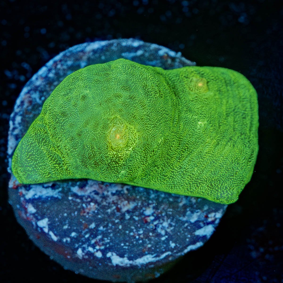 Alien Eye Chalice - riptide aquaculture llc