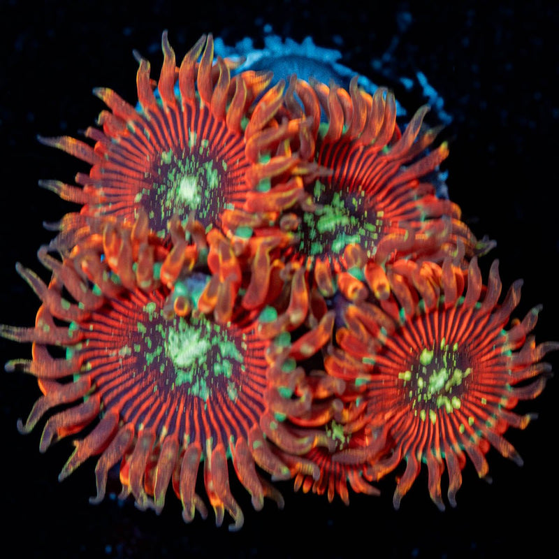 Dark Magicians Zoanthid