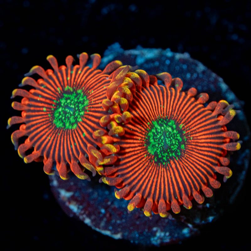 Dark Magicians Zoanthid