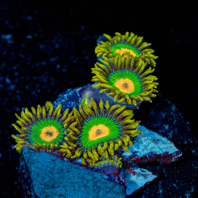Rasta Zoanthid