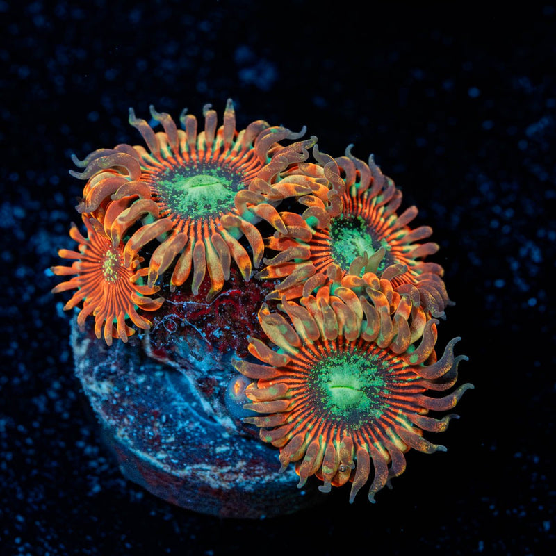 Dark Magicians Zoanthid