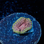 Majin Boos Zoanthid - riptide aquaculture llc